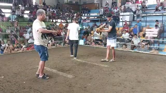2cock Super Ulutan Camalig Sports Arena 1st fight win