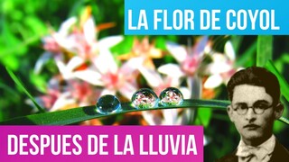 AL ENTREABRIRSE LA FLOR DE COYOL ALFREDO ESPINO 🌸 | Después de la Lluvia Alfredo Espino 🌦️