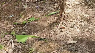 Perdana satu pejantan.beda indukan