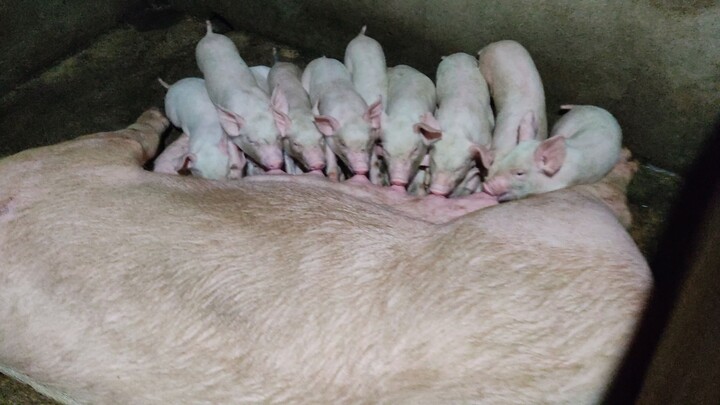 piglets