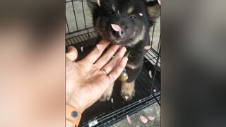 Xịn đẹp là 1 tội ác yeucho yeuchomeo cún cúncon chó chómèo chócon chó_cưng chókhôn yeuchomeo cưng chócute pet dog dogsoftiktok doggo