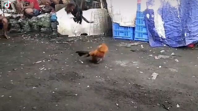 Unang laban sa sarili nating manok idol👌#RJAYGAMEFOWLS