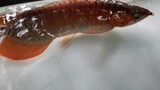 warna ikan arwana super red tanpa lampu #arwanasuperred #redchilli