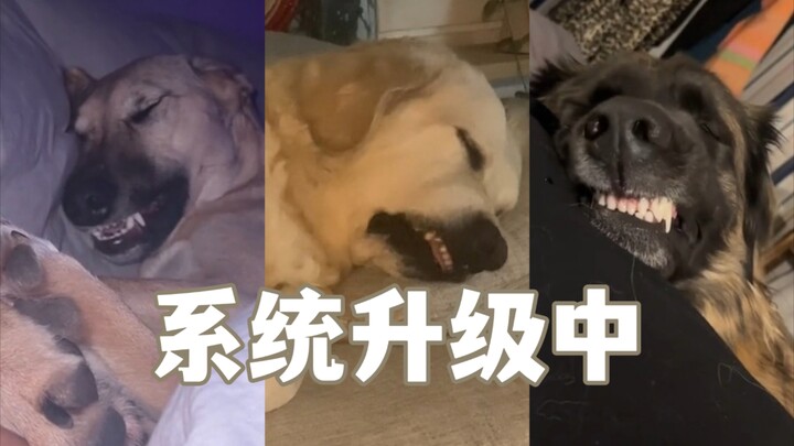 The dog system is upgrading... Feels like it’s a dog raised by a fake human...