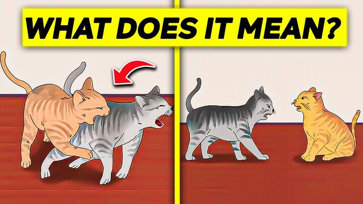 Cat Biting Other Cats - What Does It Mean & How To Stop It