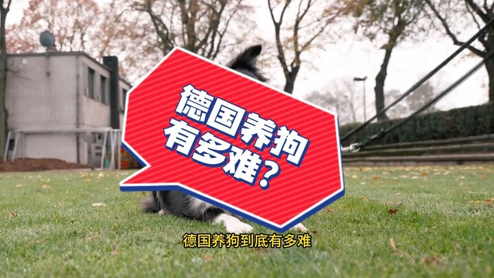 การเลี้ยงสุนัขในเยอรมนียากขนาดไหนกันนะ?