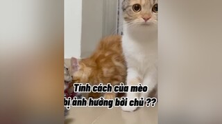 Tôi quá hiềnnnnn mèo cat