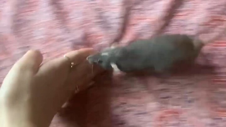 “Membuka kemampuan mengendalikan tikus”