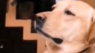 Living Conditions Of Contemporary Dogs