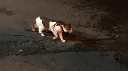 Why do cats hate dogs?