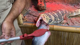 [Animal] Consuming fish in one bite