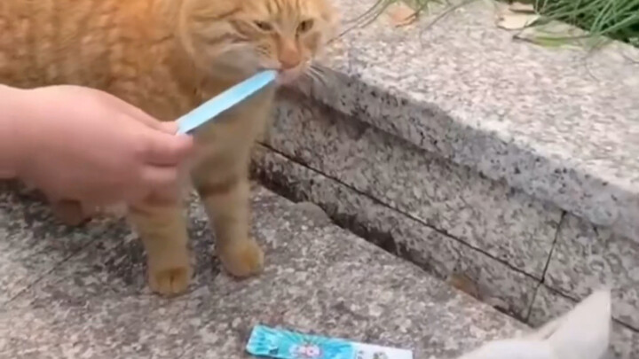 Kucing: Apakah saya harus makan sekarang?