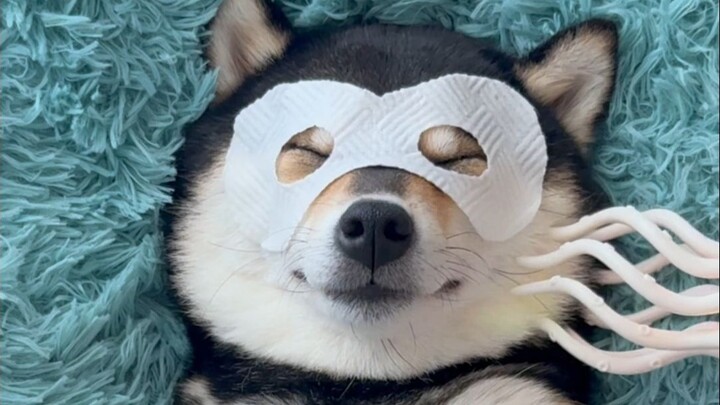 วันสปาของน้องหมา!