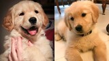 😍 Adorable Golden Babies That Will Make Your Day🐶🐶 | Cute Puppies
