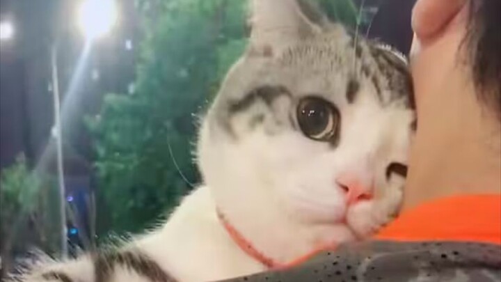 “Mười con mèo cũng chẳng đủ một cái não!”