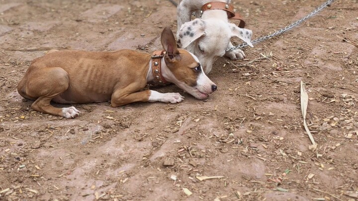 Pakistani dogs