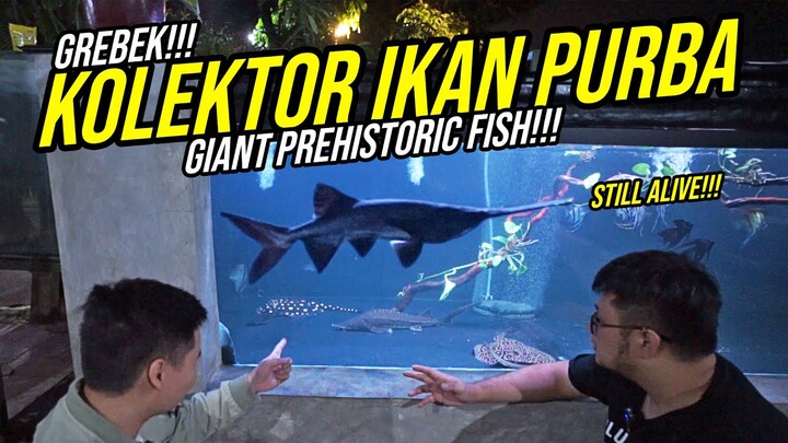 MEGATANK IKAN PREDATOR PURBA ANEH!!! - GIANT PREHISTORIC PADDLEFISH!!! SPESIALIS IKAN PREDATOR PURBA