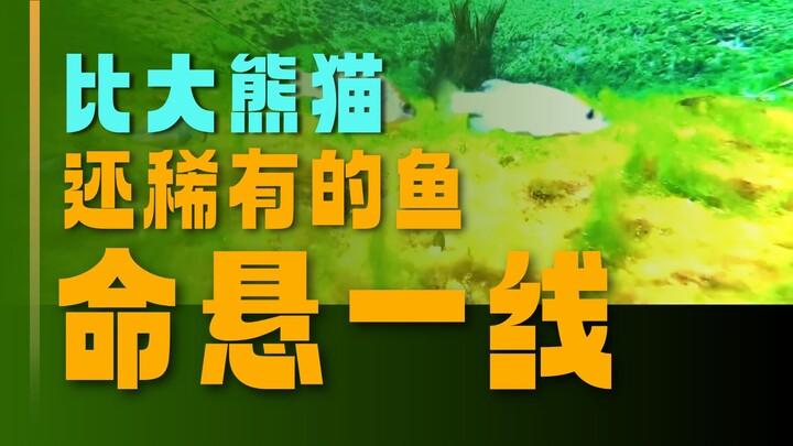 Ikan paling langka di dunia terjebak di gurun panas—kenapa tak ada yang berani memindahkannya?