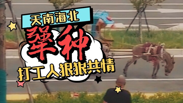 Donkey and camel having a tug-of-war in the street?! Office workers really relate!