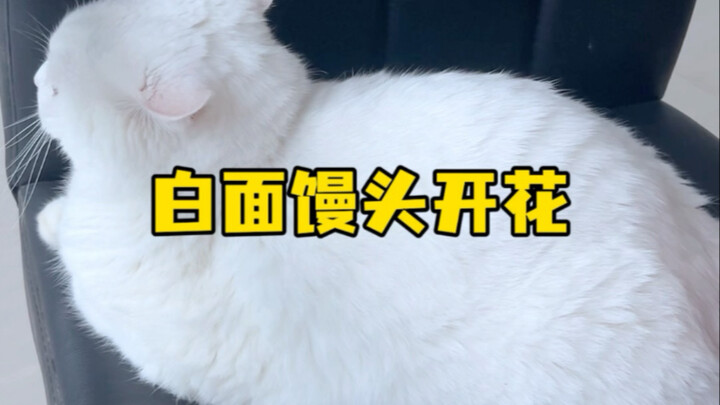 Bánh bao trắng nở hoa