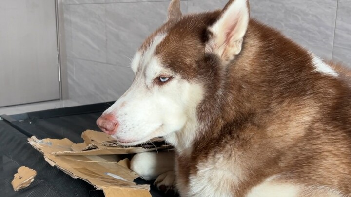 Could it be possible that this goofy dog is trying to sell the junk at home?