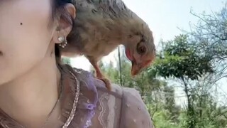 The peacock baby I bought on the street turned into a chicken after growing up