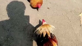 stag Vs 2x winner same 1.2 klg minis