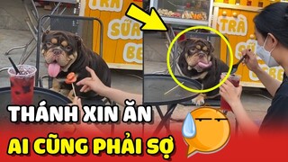 THÁNH XIN ĂN cứ đúng 5 giờ chiều là chú Chó này lại xuất hiện ở quán nước 😂 | Yêu Lu