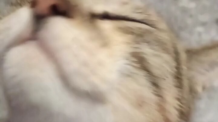 [Straw Hat TV] What are you going to do to Hakimi?!