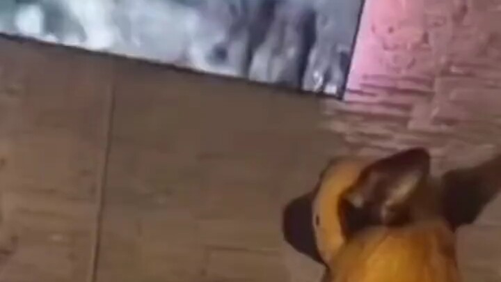🐶：Luka ini mungkin butuh seumur hidup untuk bisa sembuh