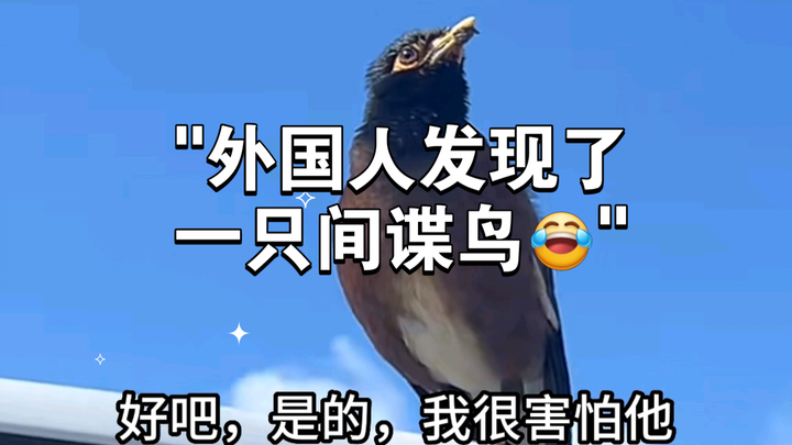 A foreigner discovered a spy bird 😂