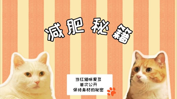 Famous Cat Bean Reveals Her Secret to Staying in Shape for the First Time—It’s Actually…!