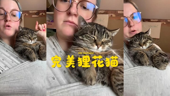 Gak nyangka banget aku bisa punya kucing calico yang sempurna kayak gini!!