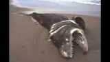 Strange Weird Unknown Sea Creatures ( slideshow)