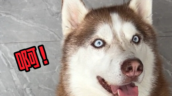 Tentang kejadian ibuku menginjak kotoran anjing hingga patah dua tulang!