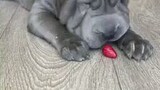 Dog trying to eat a strawberry