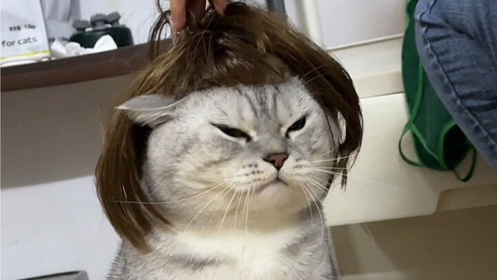 The little brother’s aunt tricked Dazhuang into wearing a wig.