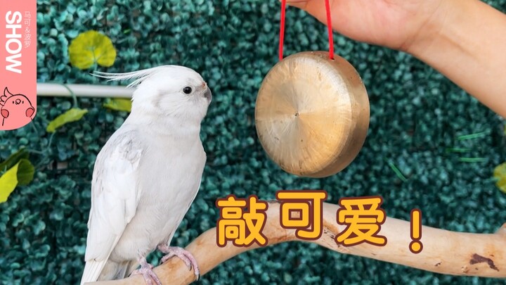 ทันทีที่เจ้าของบ้านสาวเปิดปากขับร้อง นกแก้วตัวน้อยก็จะเคาะจังหวะเป็นแบ็กอัพให้เธอทันที 【มาร์โค โปโลโ