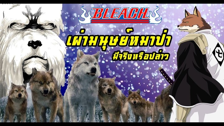 bleach แค่อยากเล่า EP.4 เผ่ามนุษย์หมาป่า (มีจริงในบลีชหรือปล่าว)