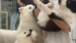 When Bian Collie accidentally entered the Ye Club...