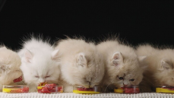 Godaan telur kuning yang dicelupkan ke dalam daging sapi, kucing kecil mana yang bisa menolak?