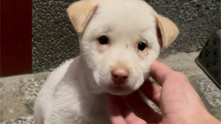 Kakak Tujuh Mengajar Adik Tujuh