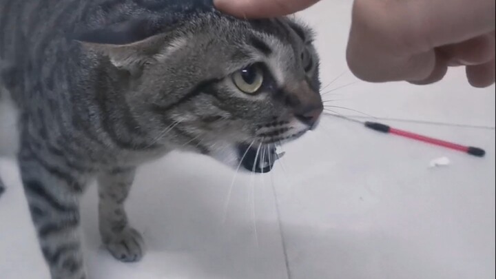 อาจารย์เหมียว: จิกคันมันสนุกใช่ไหม! ฉันจะตีซิหลีแล้วนะ!