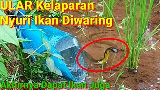 Ular COBRA Kelaparan Mencuri Ikan Hasil Mancing