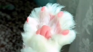 cat gloves