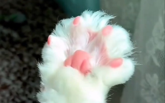 猫咪手套