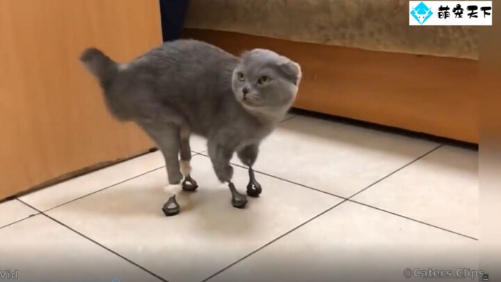 被我们治愈又无限治愈我们的动物