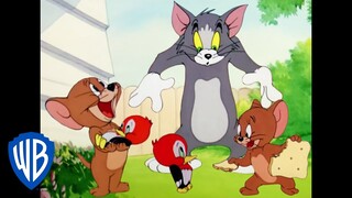 Tom & Jerry in italiano | Un Cucciolo Di Picchio | WB Kids