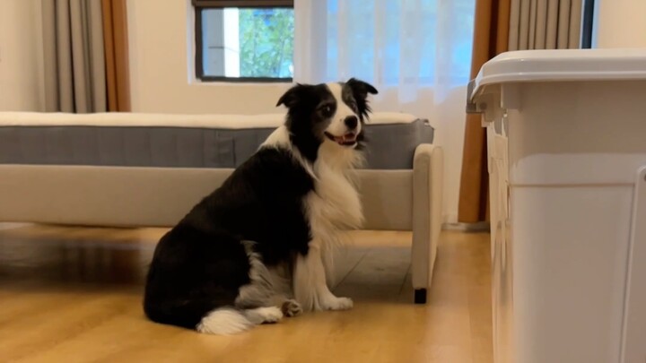 How adorable is a tea-flavored Border Collie?