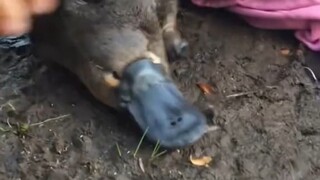 Thú mỏ vịt bị bắt